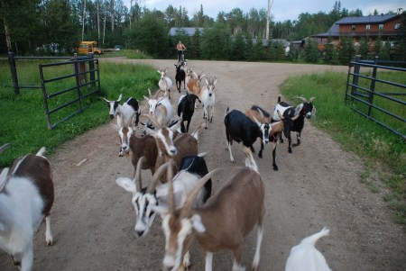 Mamie Junior and her goats